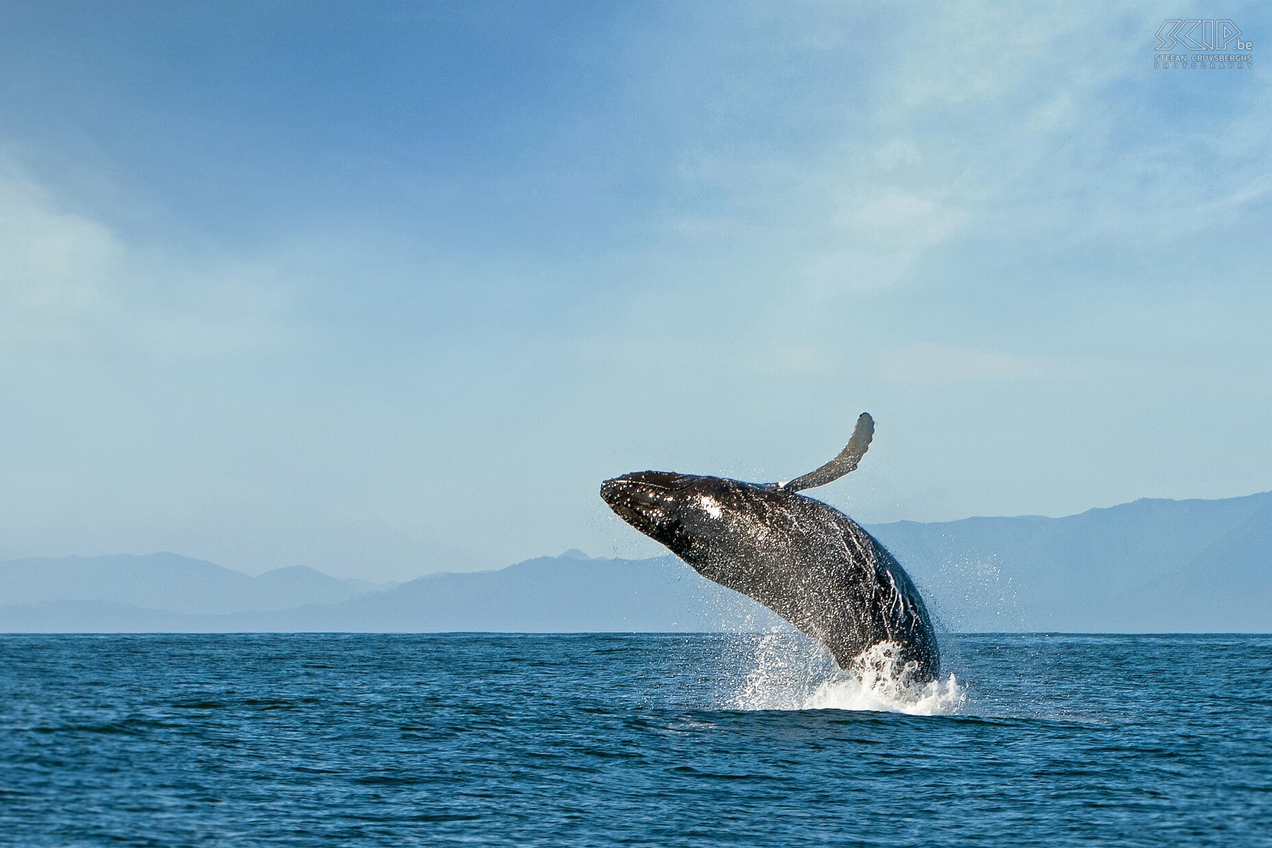 Tofino - Humpback whale  Stefan Cruysberghs